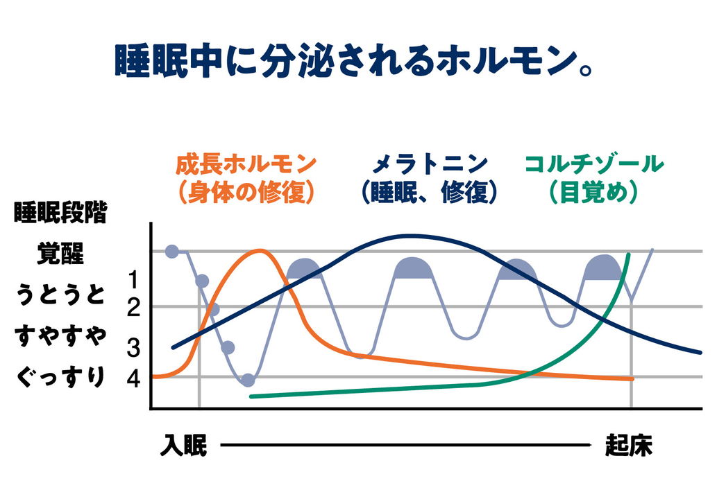 睡眠外来 │ 医療法人 友広会　睡眠に大切な3つのホルモン